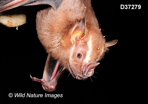 Artibeus lituratus, Great Fruit-eating Bat